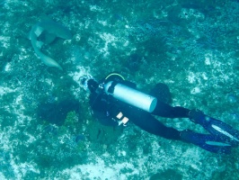 Diver with Nurse Shark IMG 9293